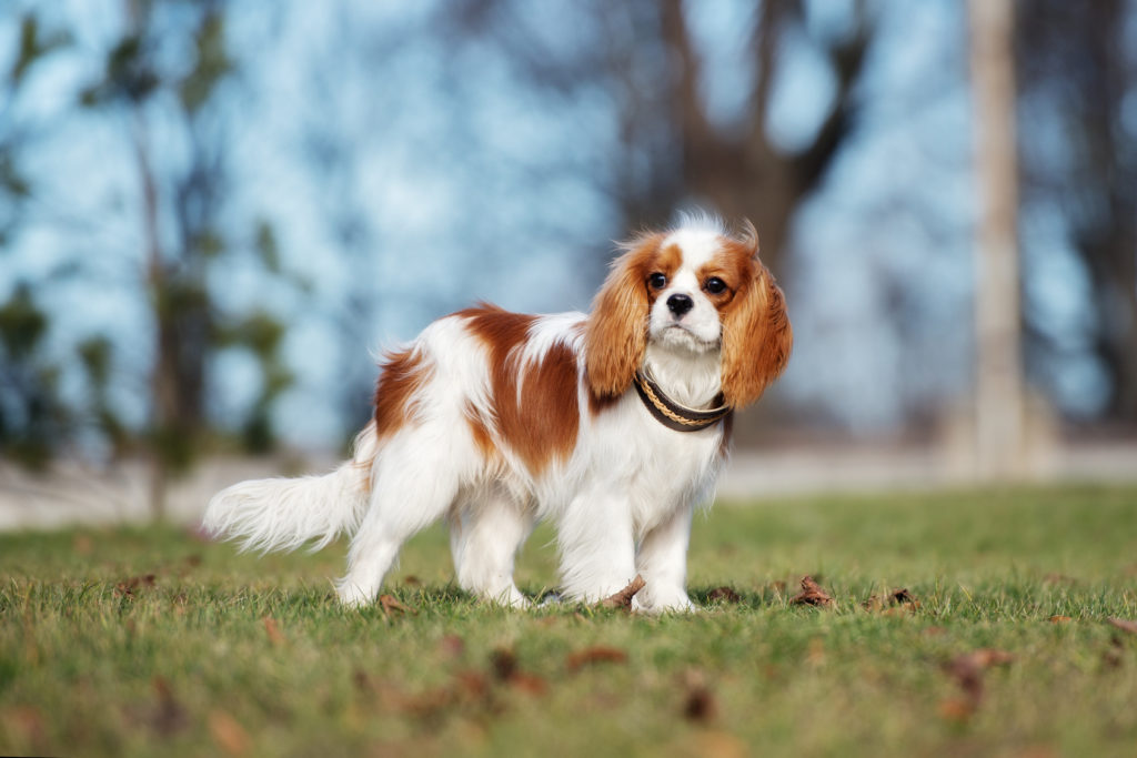 Cavalier king charles spaniel