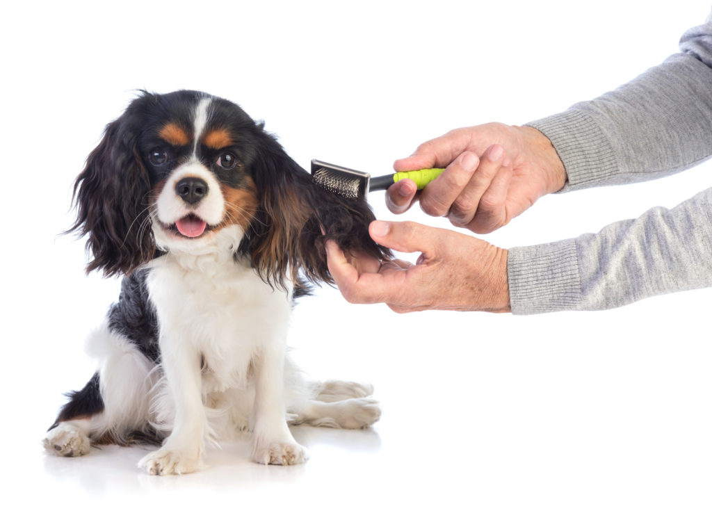 Cavalier king charles spaniel