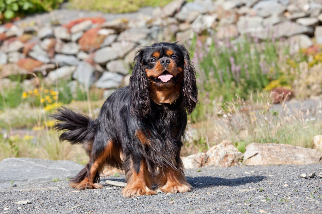 Cavalier king charles spaniel