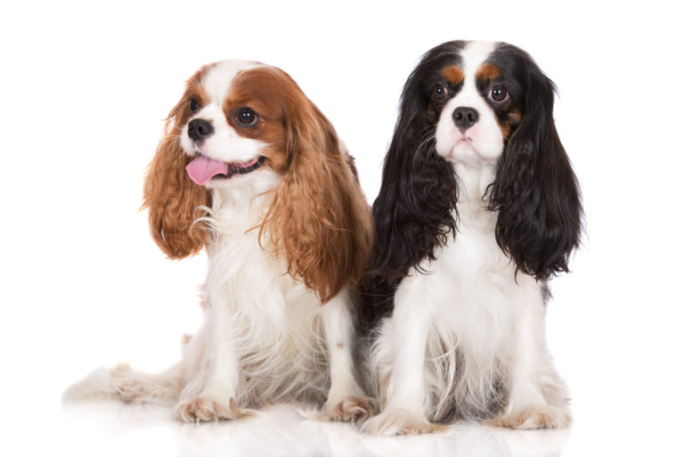 Cavalier king charles spaniel