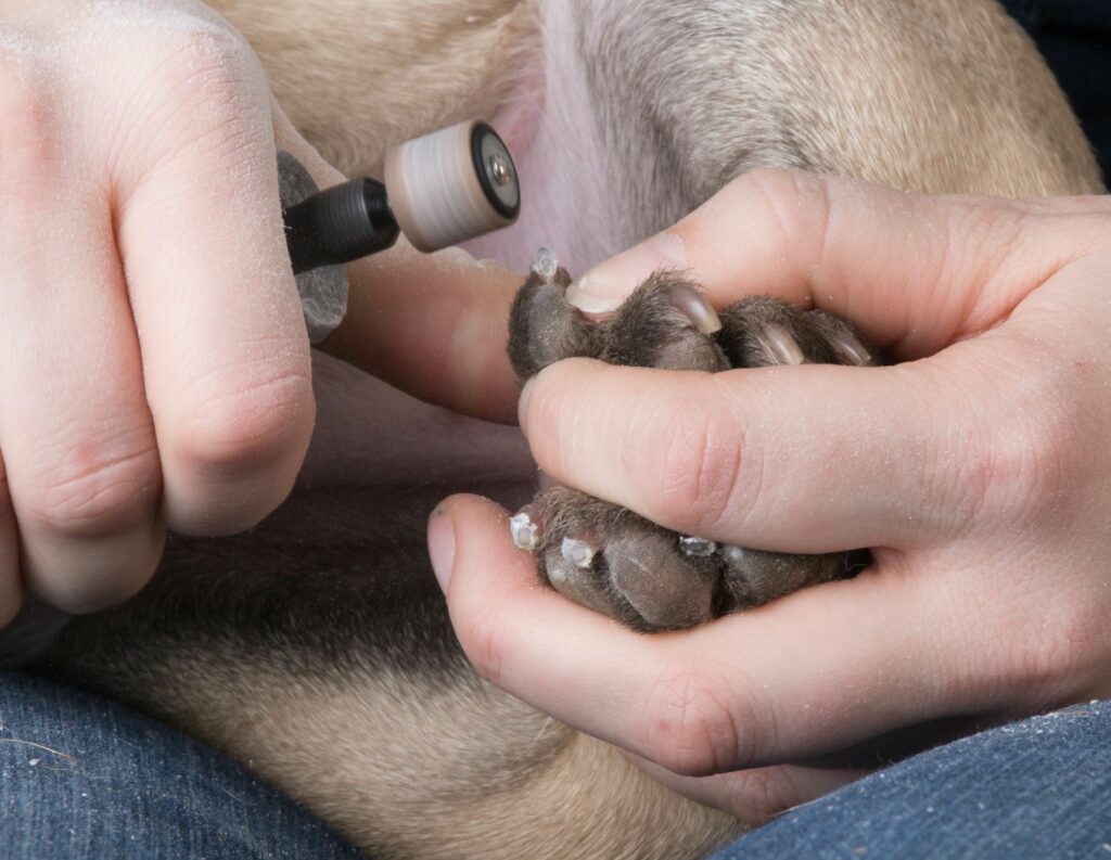 Cortar las uñas a un perro