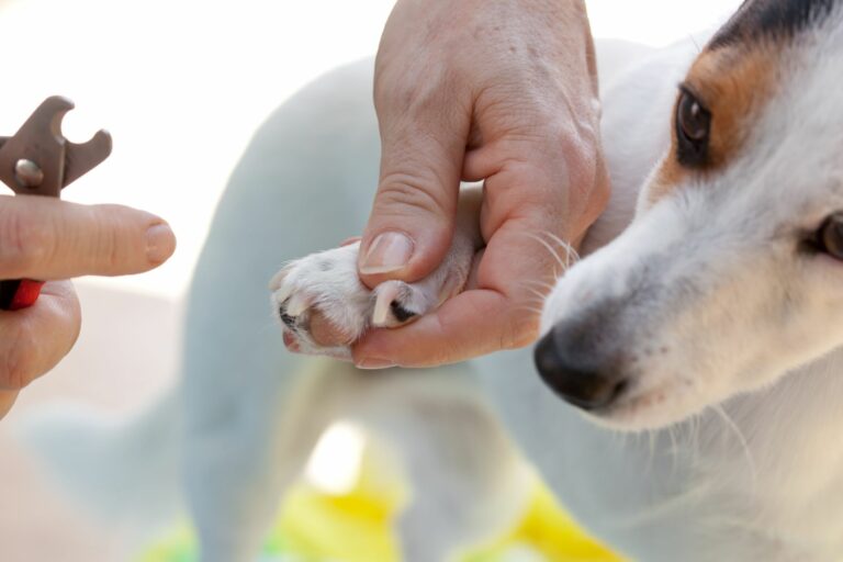 Cortar las uñas a un perro