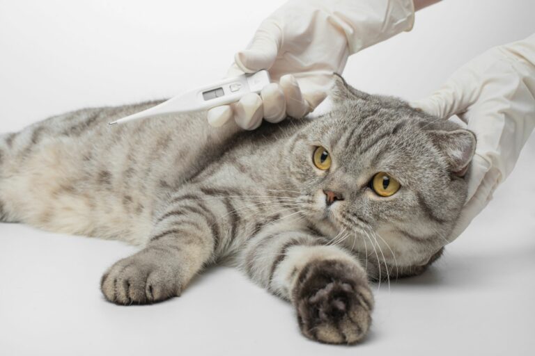 Fiebre en gatos | Salud del gato y cuidados | zooplus