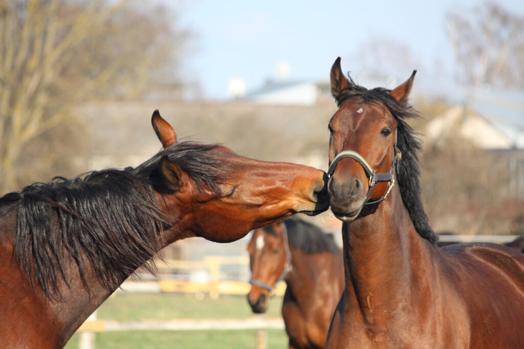 ¿Cómo se saludan los caballos