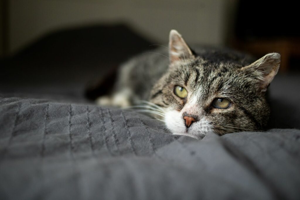 Katze im Bett Arthritis sorgt bei Katzen manchmal für Lahmheit.