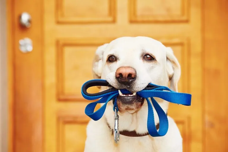 Consejos para pasear el perro