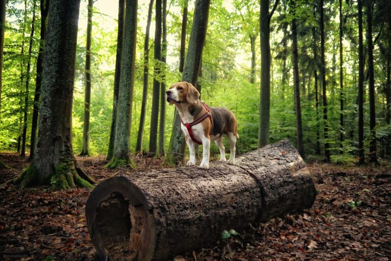 Consejos para pasear el perro