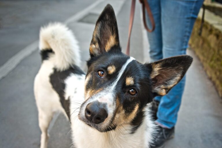 Consejos para pasear el perro