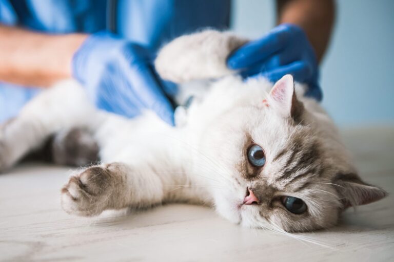 Fibrosarcoma en gatos