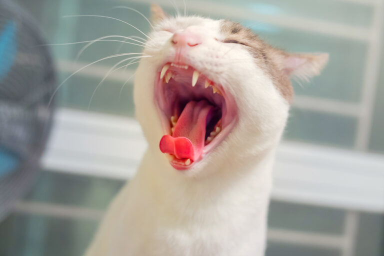 Gingivitis en gatos