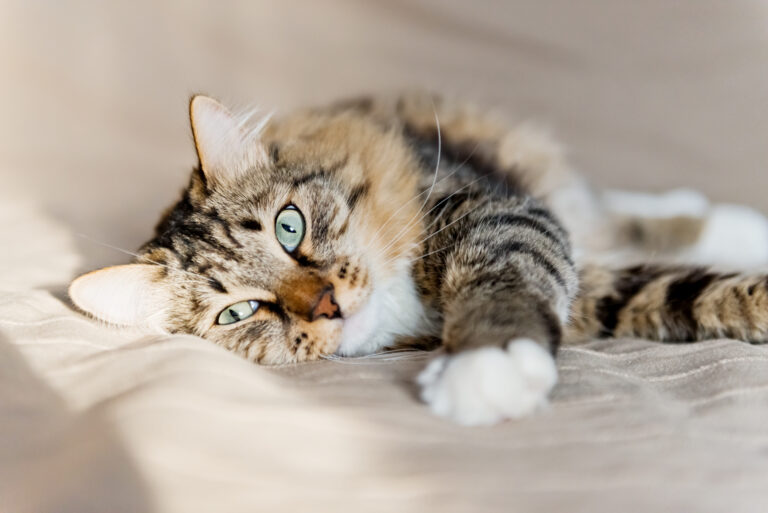 Pancreatitis en gatos | Salud del gato cuidados |