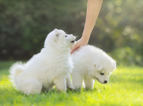 Samoyedo