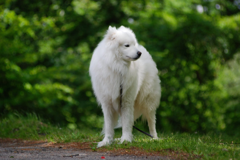 Samoyedo