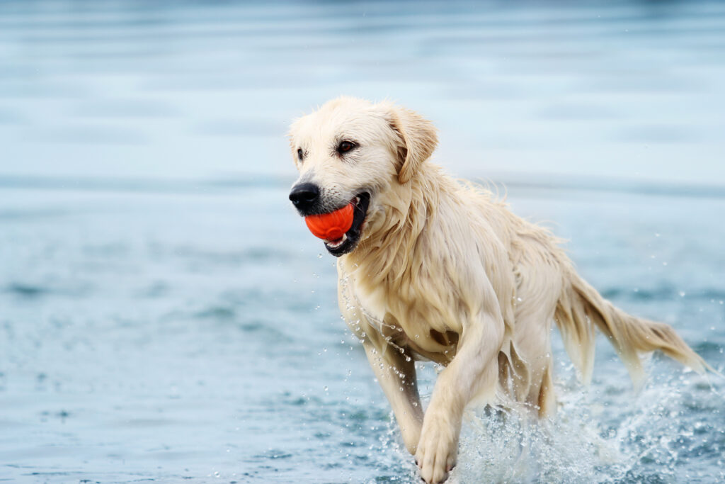 pelotas de tenis para perros