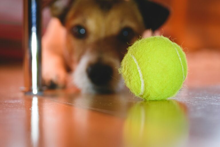 Por qué las pelotas de pádel son amarillas?