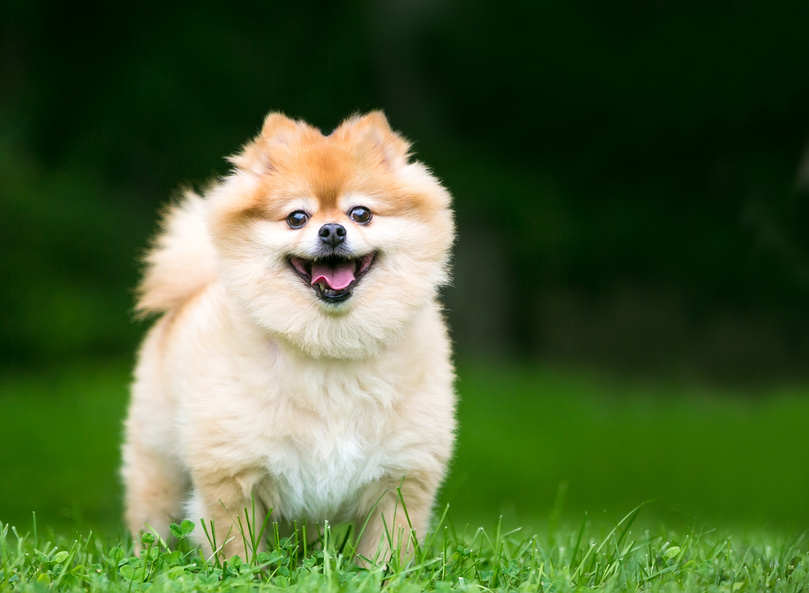 pomerania 4 pomerania