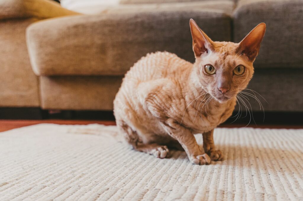 razas de gatos más caras