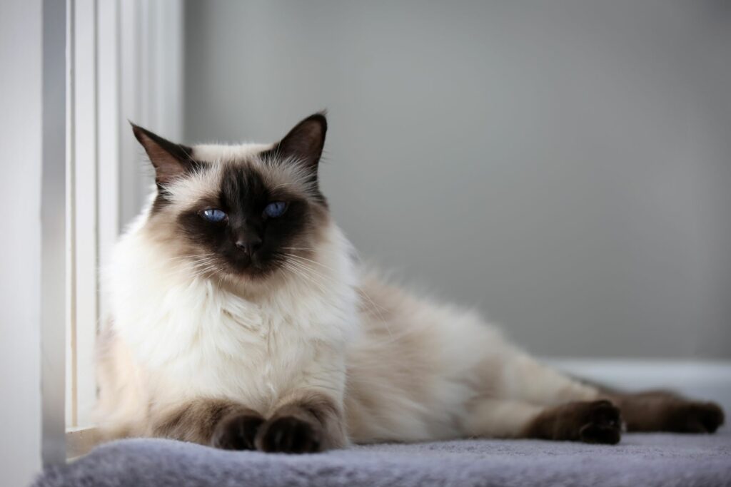 Las 10 razas de gatos más caras | un gato zooplus