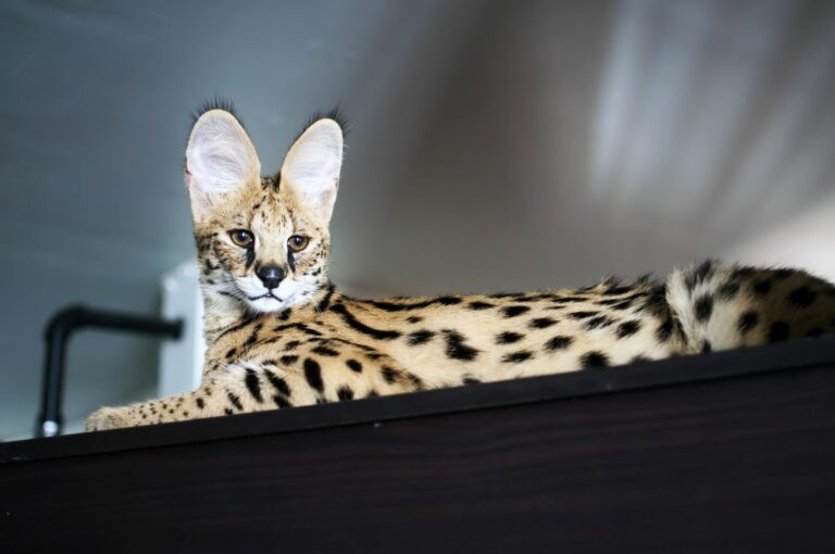 GATO CARACAL, ¡el GATO HÍBRIDO más SALVAJE de TODOS!