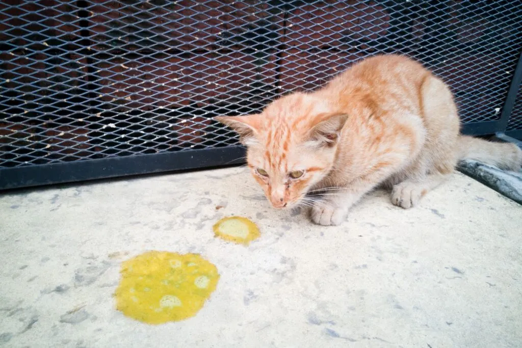 Gato vomitando un líquido amarillento, indicando la presencia de bilis.
