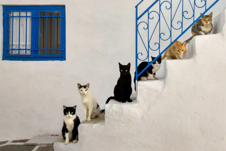 crecimiento del gato