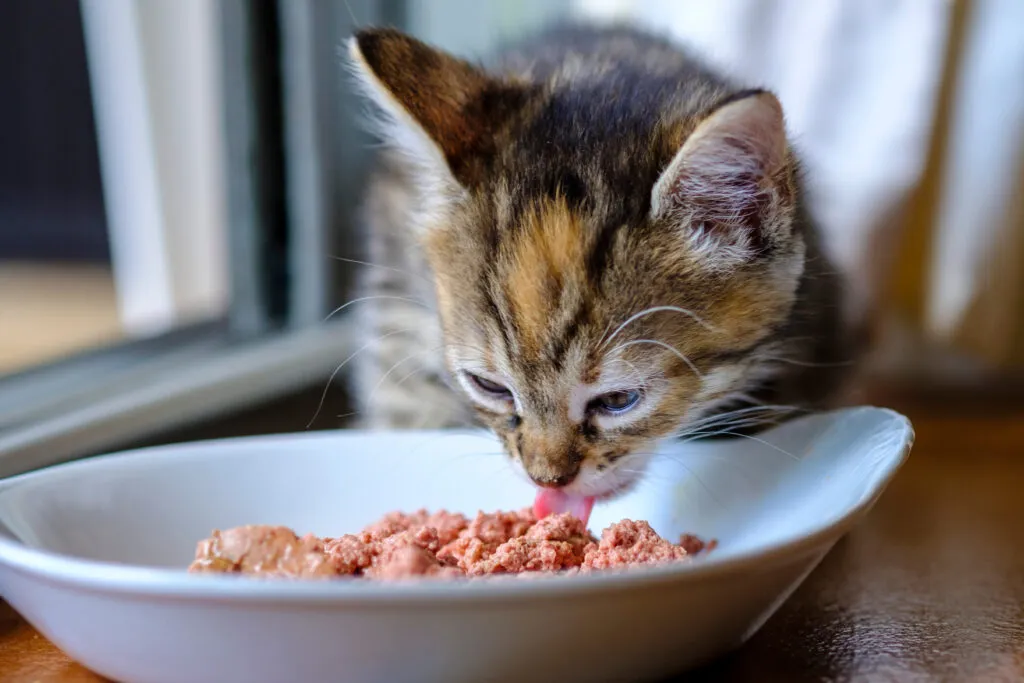 Gatito peque&ntilde;o de cuatro semanas empezando a comer su primer alimento s&oacute;lido.