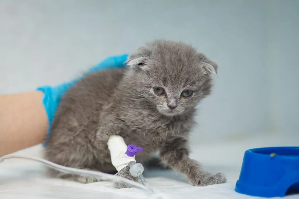 Gatito deshidratado tras vómitos frecuentes, necesitando atención veterinaria.