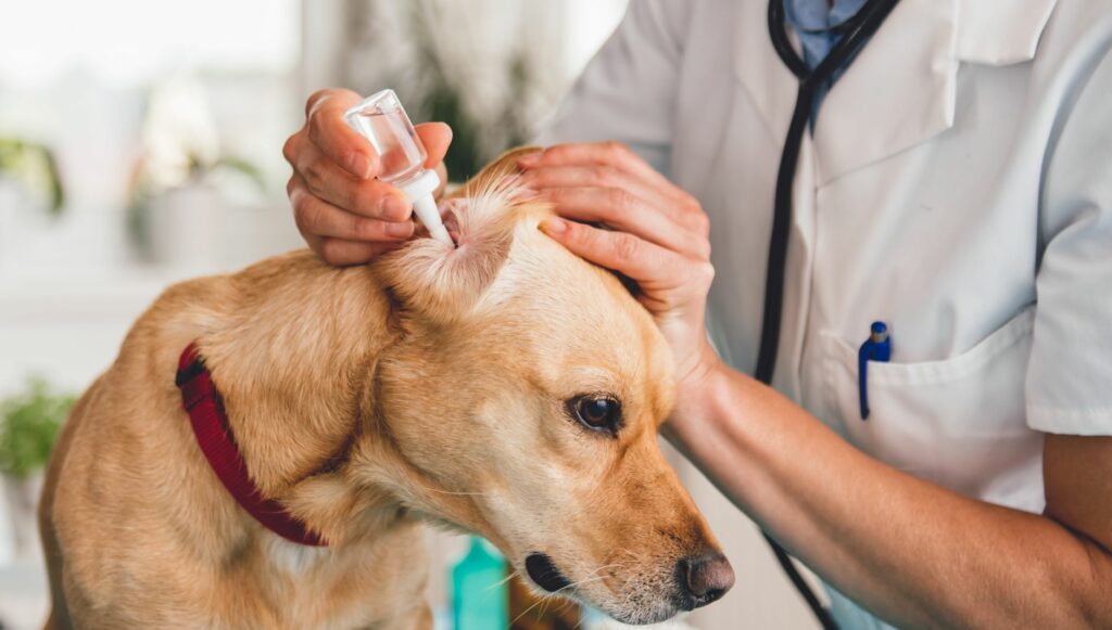 Cómo limpiar las orejas a un perro