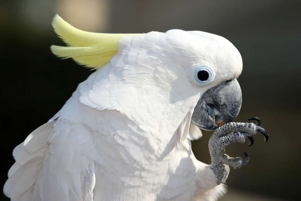 Cacatúa (Cacatuidae)