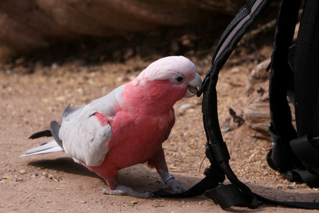 Cacatúa (Cacatuidae)