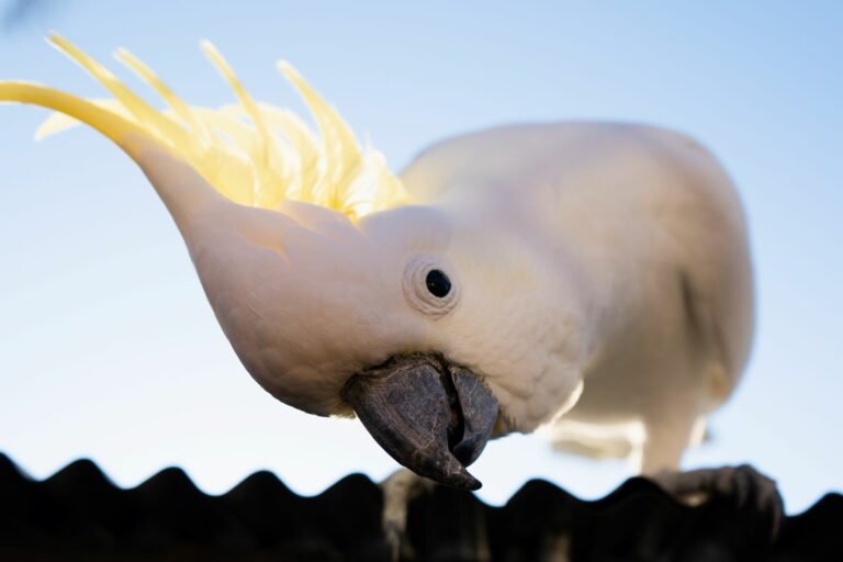 Cacatúa (Cacatuidae)