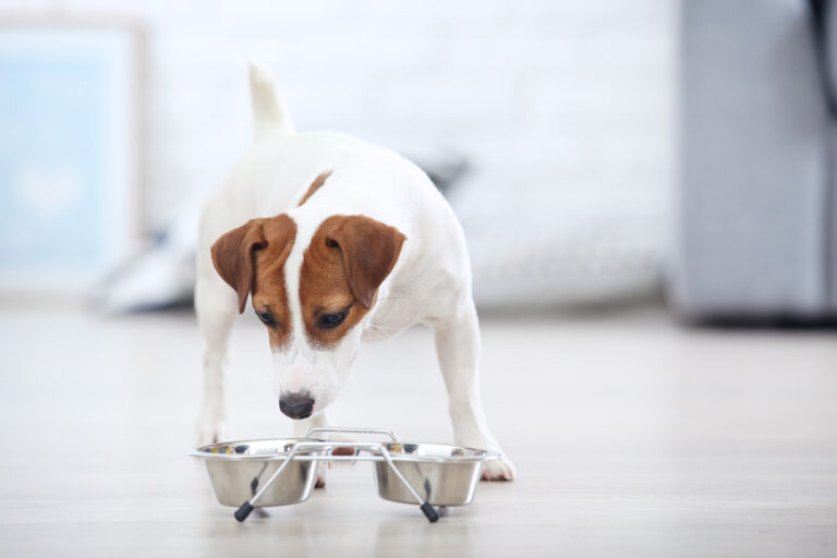 Cambio de alimentación en perros