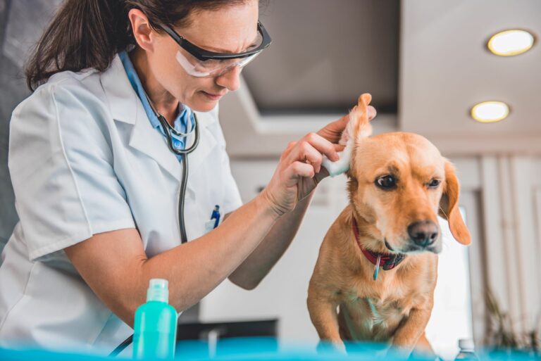 Cómo limpiar las orejas a un perro