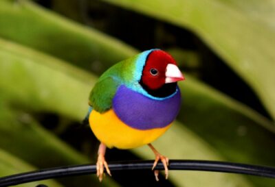Diamante de gould | Magazin de zooplus