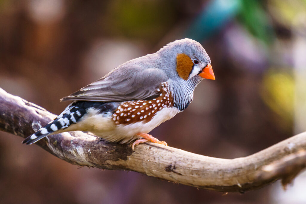 muñeca Carrera autor Diamante mandarín | Razas de pájaros | zooplus Magazine