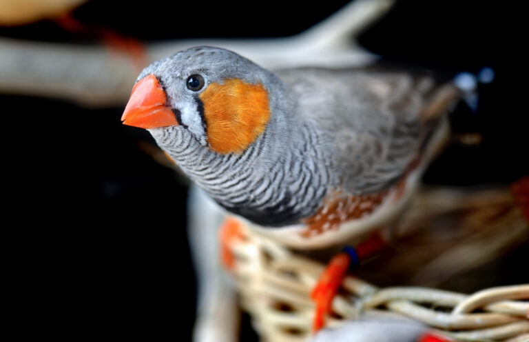 Diamante mandarín | Razas pájaros | zooplus