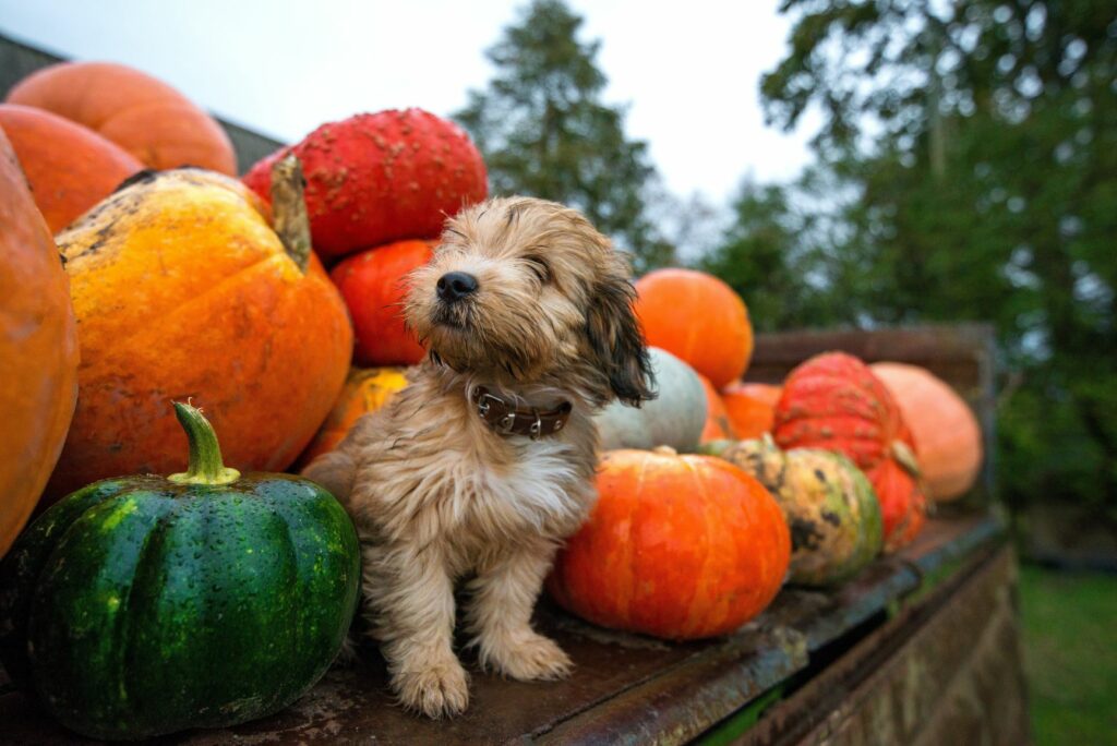 ¿Los perros pueden comer calabaza?