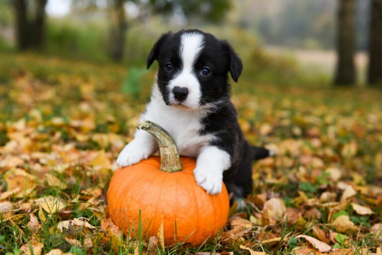 ¿Los perros pueden comer calabaza?