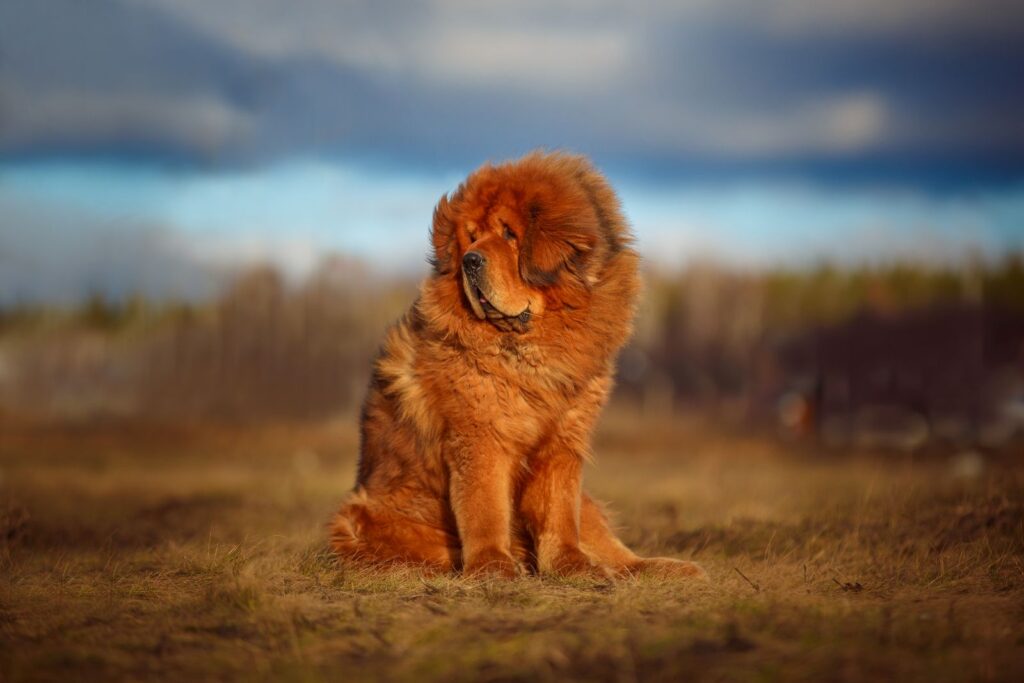 Mastín tibetano