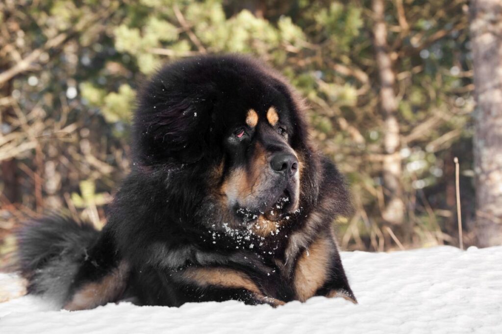 Mastín tibetano