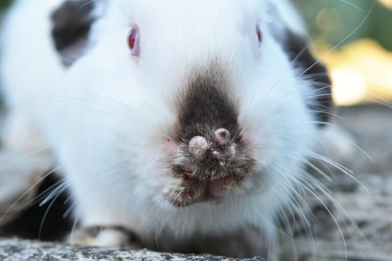 relajarse Mentalidad Contestar el teléfono Mixomatosis | Cuidados y salud de roedores y hurones | zooplus