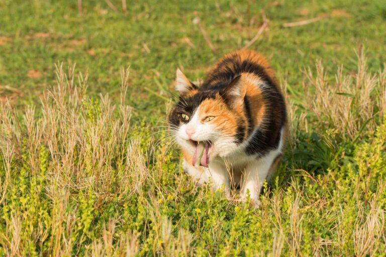 Vómitos en gatos