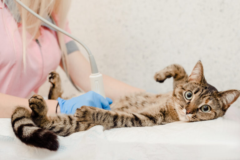 Vómitos en gatos Vómitos en gatos
