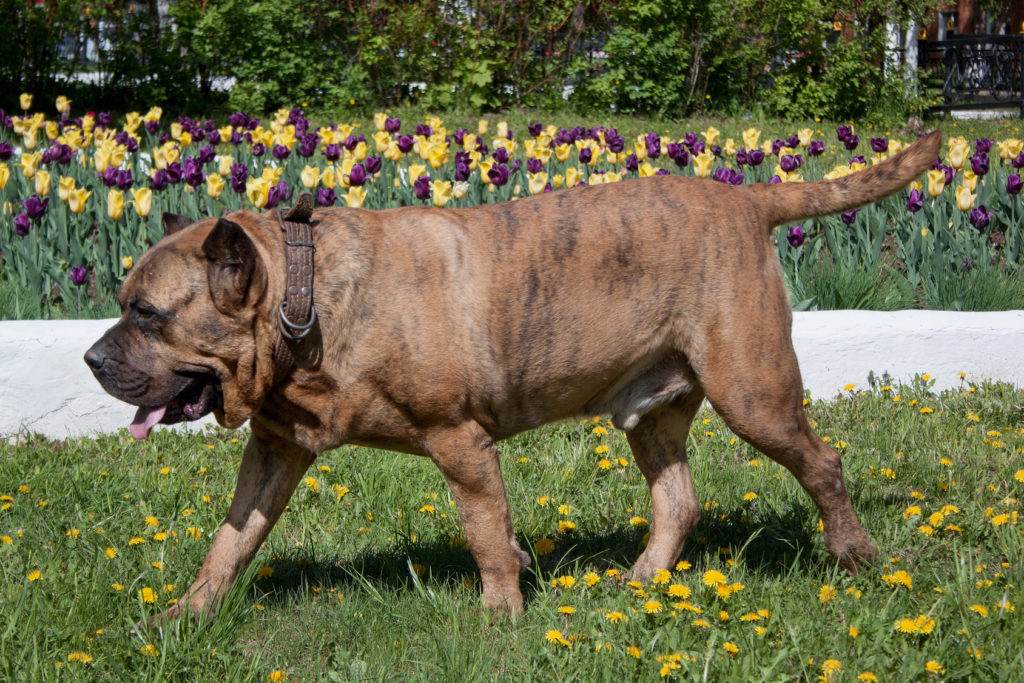 Presa canario