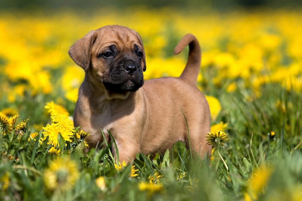 Presa canario