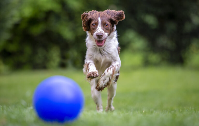 cómo enseñar a un perro a traer la pelota