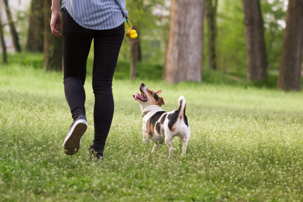 instinto de caza en perros