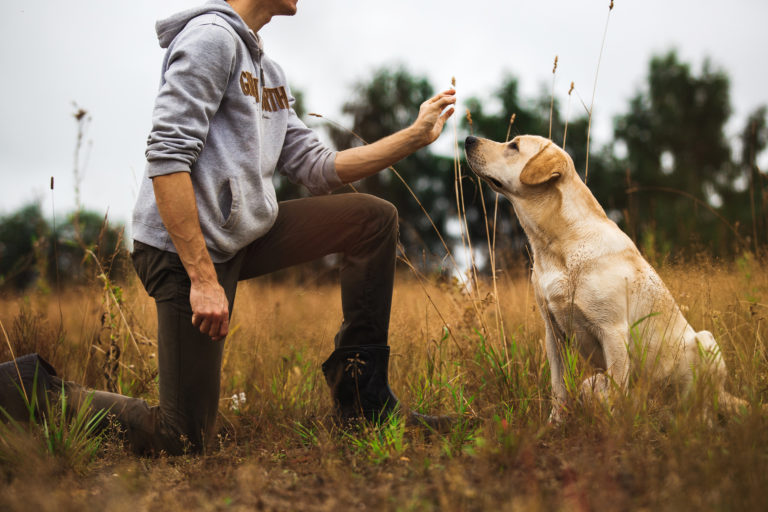 instinto de caza en perros