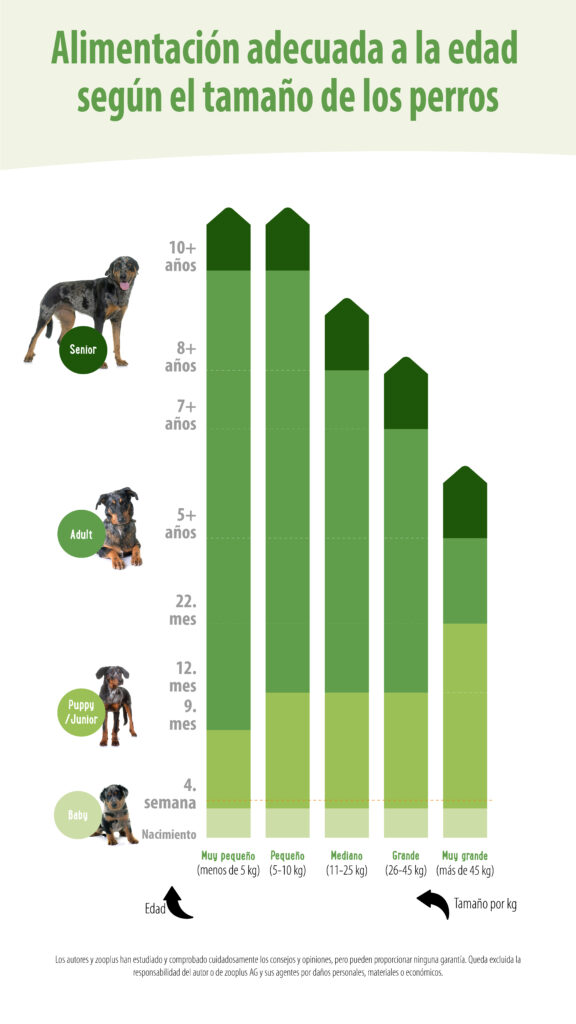 Cambio de alimentación en perros