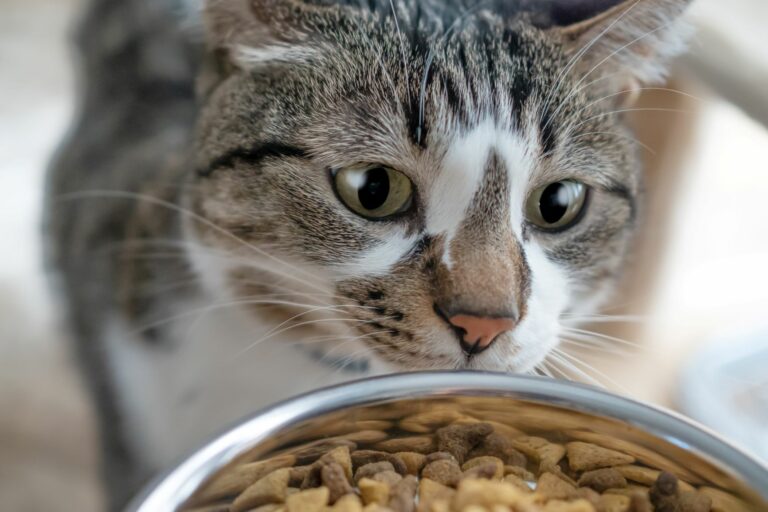 Súper Guía: comida húmeda vs comida seca en gatos y perros